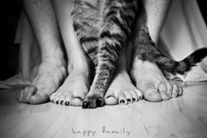 black, And, White, Cats, Animals, Feet, Grayscale, Pets, Paws
