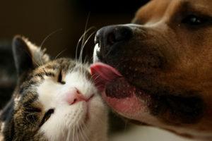 why, We, Love, Cats, And, Dogs