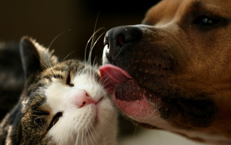 why, We, Love, Cats, And, Dogs HD Wallpaper Desktop Background