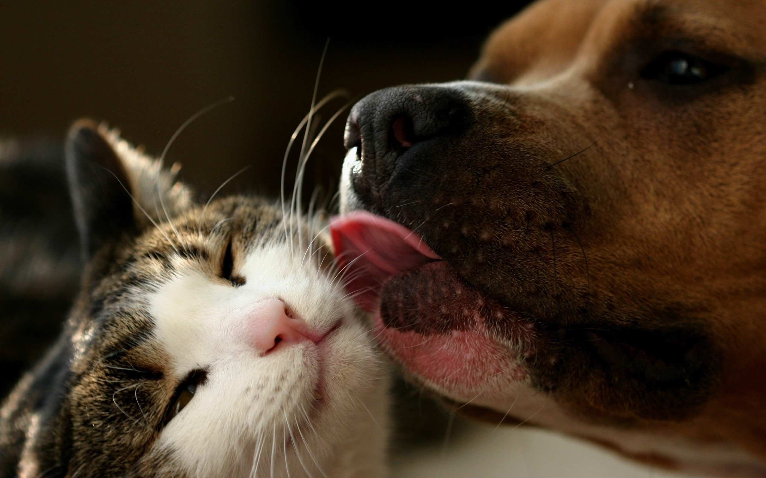 why, We, Love, Cats, And, Dogs Wallpaper