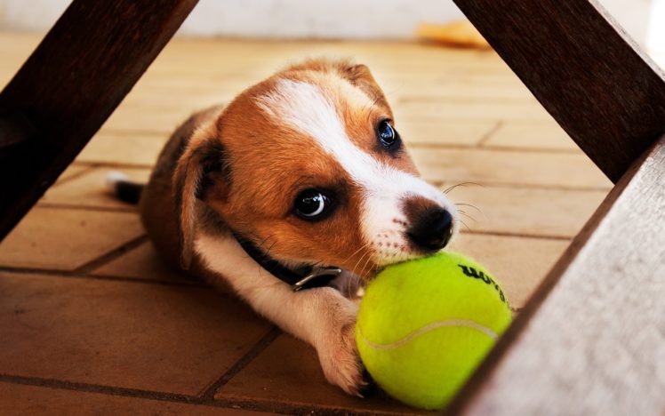animals, Dogs, Balls HD Wallpaper Desktop Background