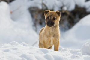 winter,  season , Snow, Animals, Dogs, Pets, Documentary