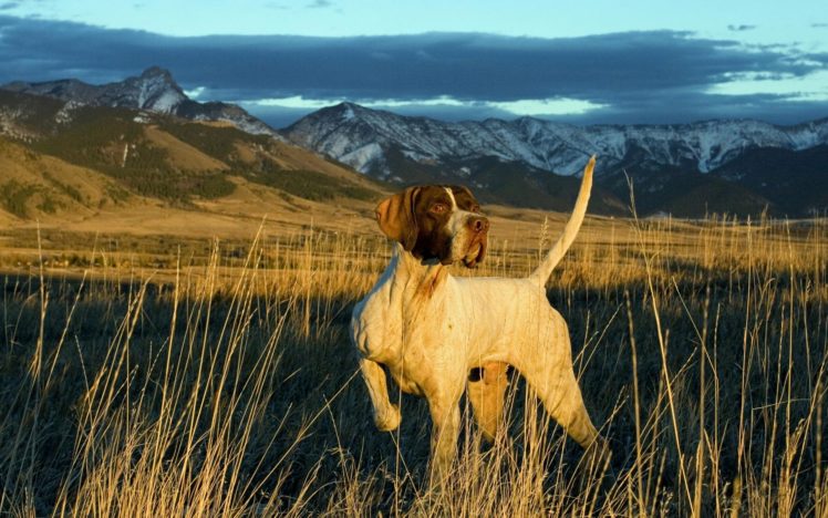 landscapes, Nature, Animals, Dogs HD Wallpaper Desktop Background