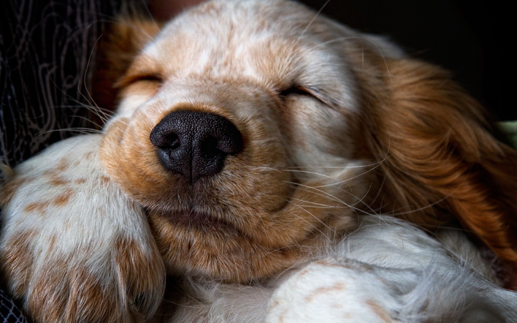 puppy, Sleeping Wallpaper