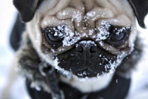 snow, Animals, Dogs