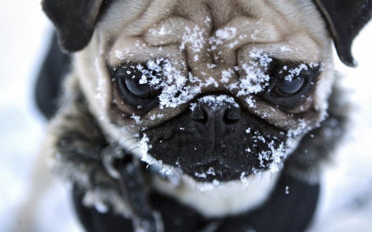 snow, Animals, Dogs HD Wallpaper Desktop Background