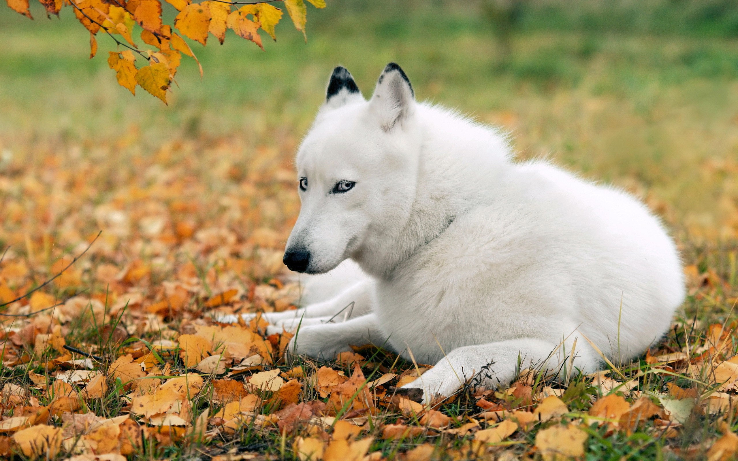 white, Husky Wallpaper