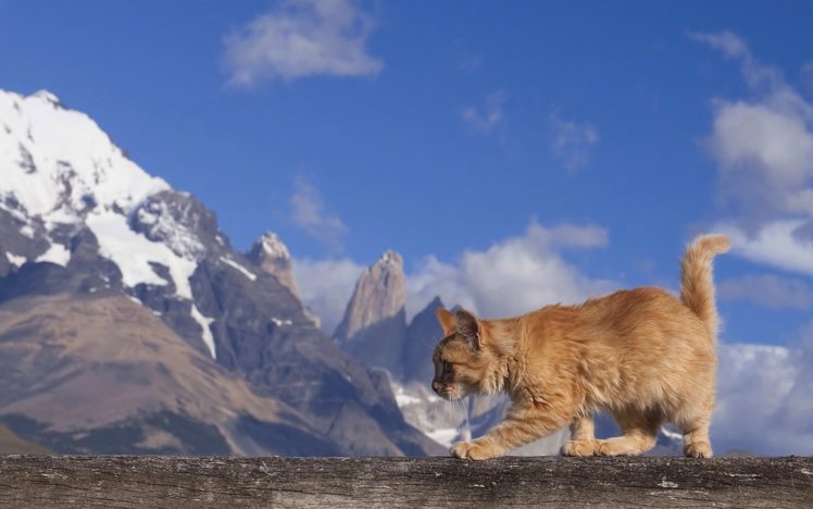 mountains, Cats, Animals HD Wallpaper Desktop Background
