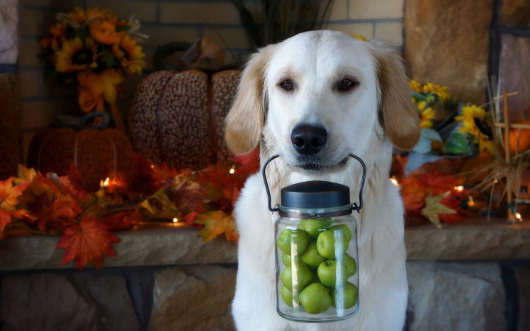 dog, Apples, Each, Thanksgiving HD Wallpaper Desktop Background