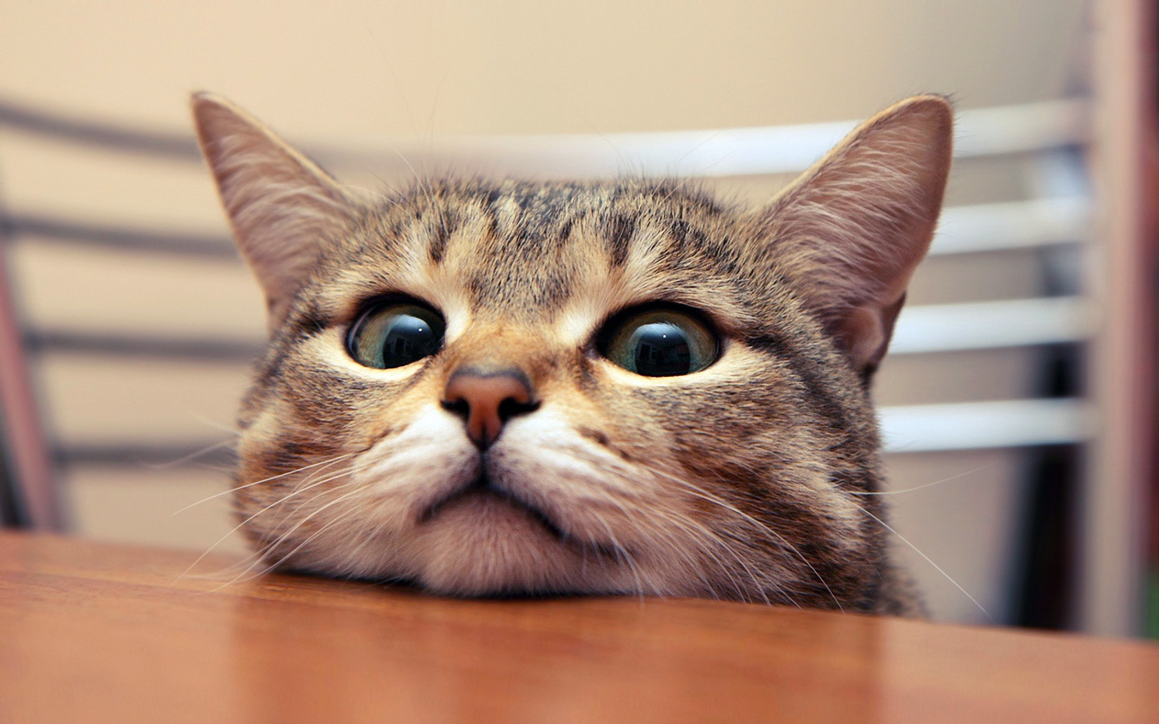 cat Wallpaper
