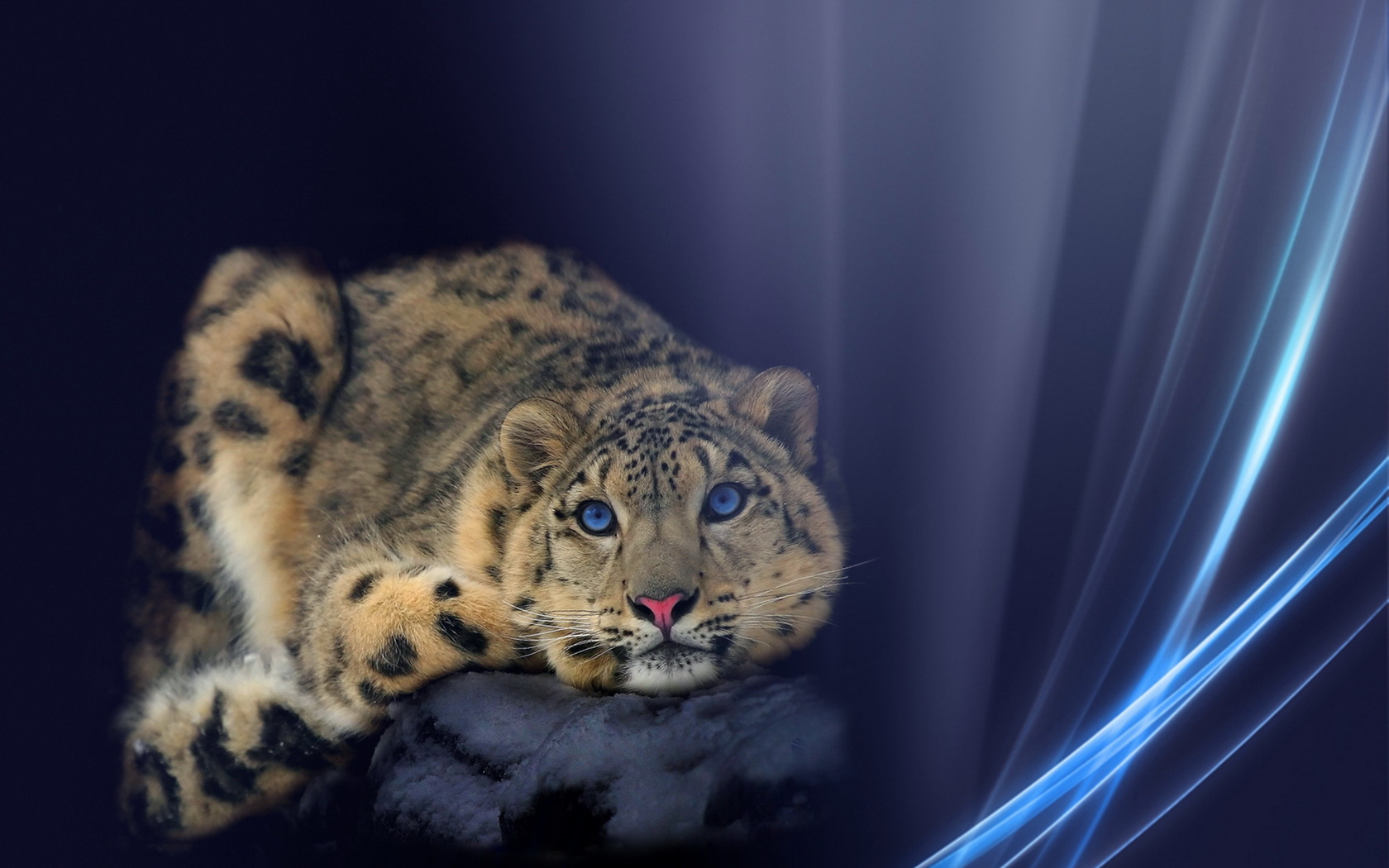 big, Cat Wallpaper