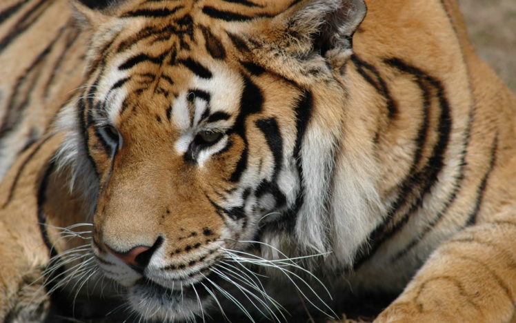 tiger, Big, Cat HD Wallpaper Desktop Background