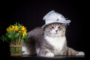 cat, Hat, Flowers
