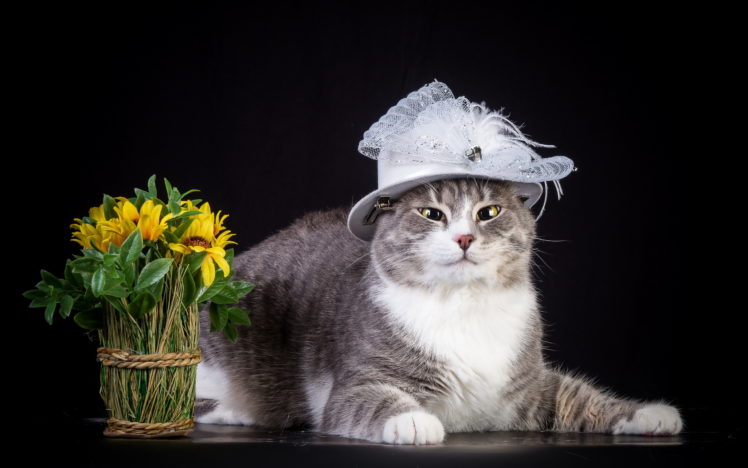 cat, Hat, Flowers HD Wallpaper Desktop Background