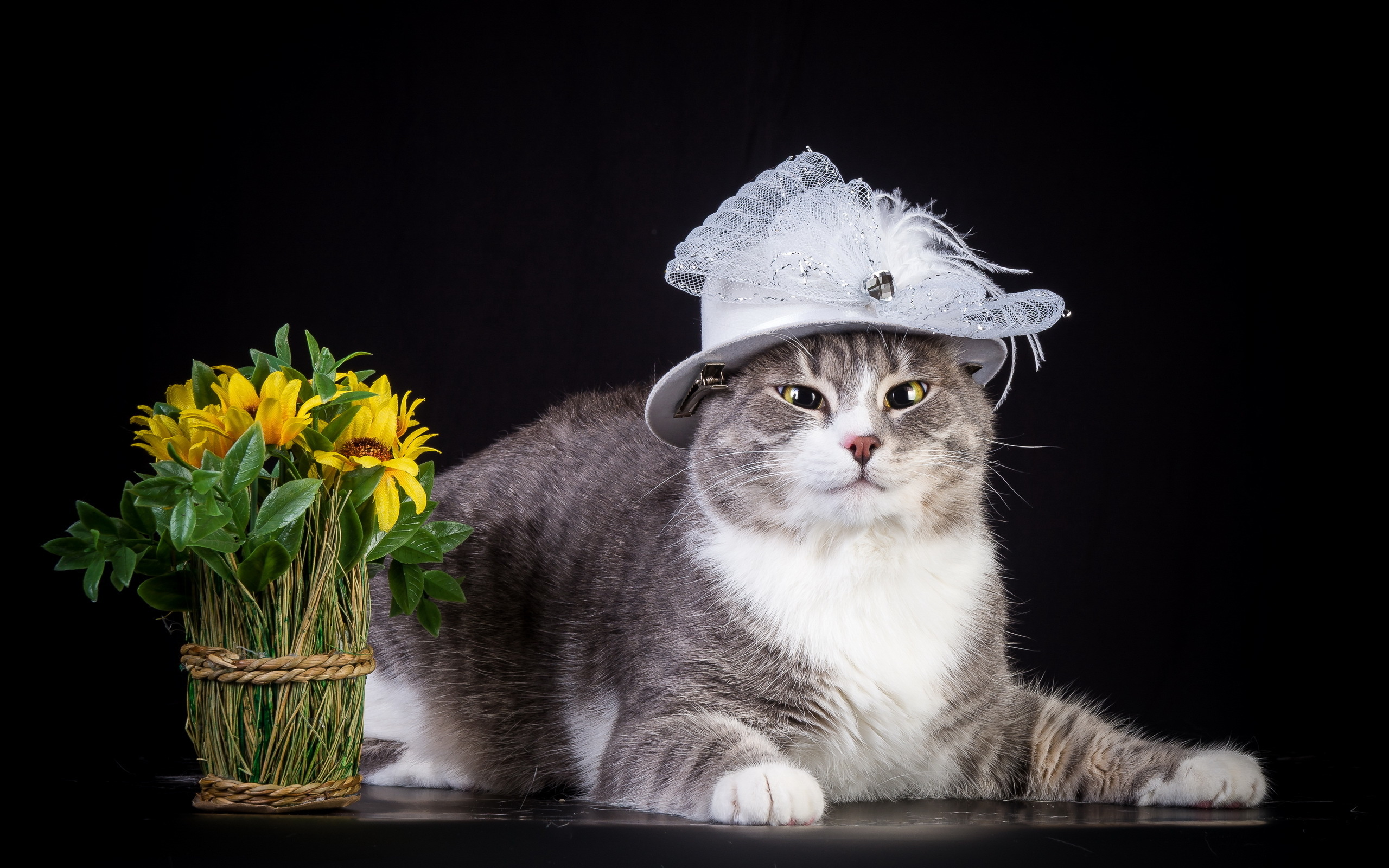 cat, Hat, Flowers Wallpaper