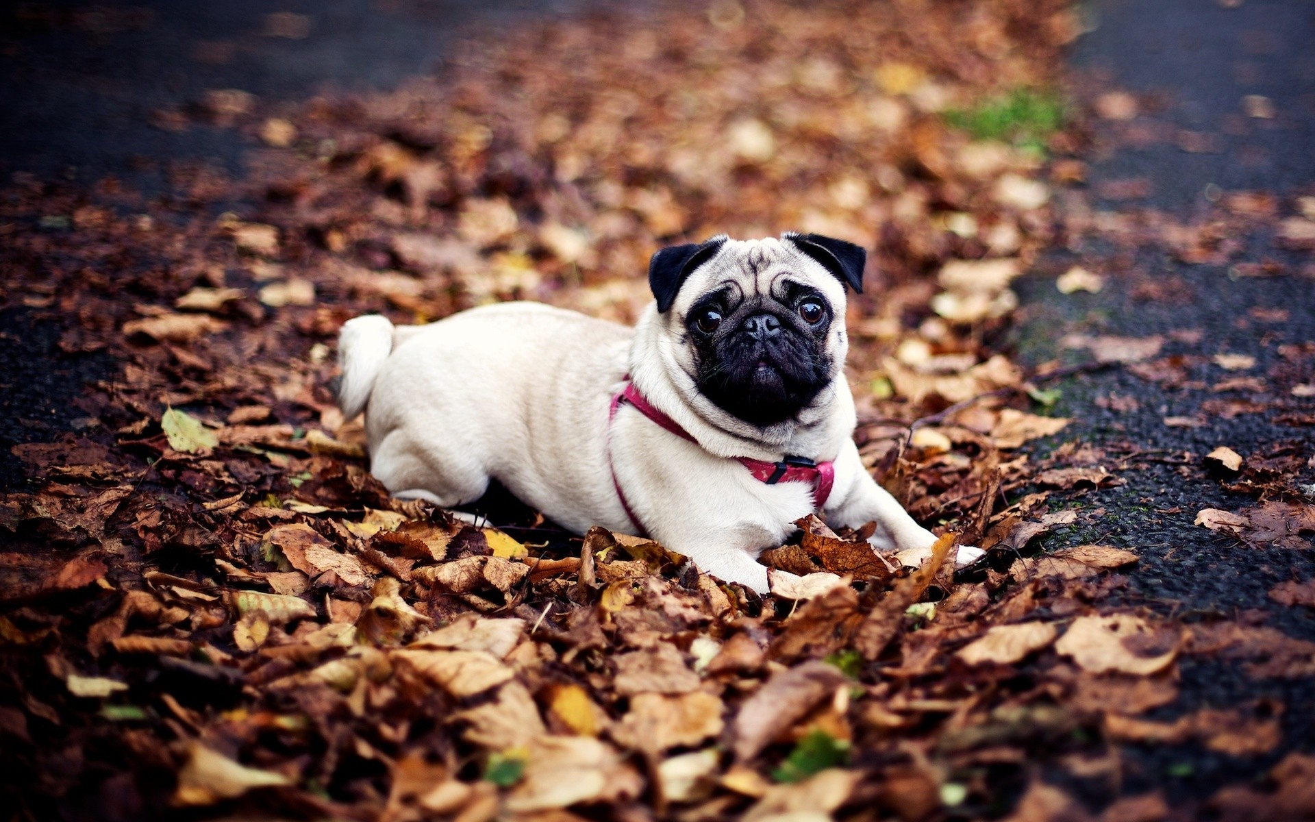 animals, Dogs, Pets, Pug Wallpapers HD