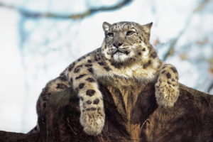 snow, Leopard, Posture, Eyes, Stone