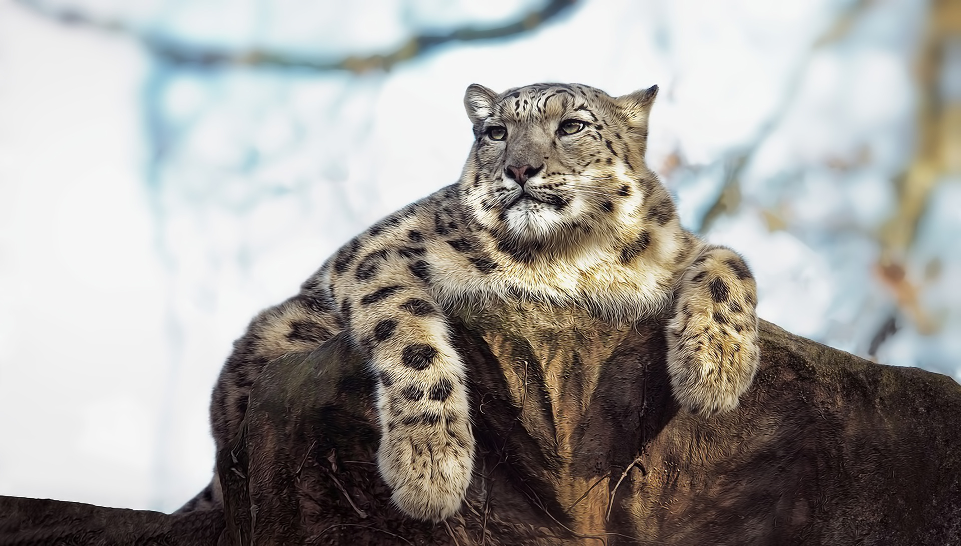 snow, Leopard, Posture, Eyes, Stone Wallpaper