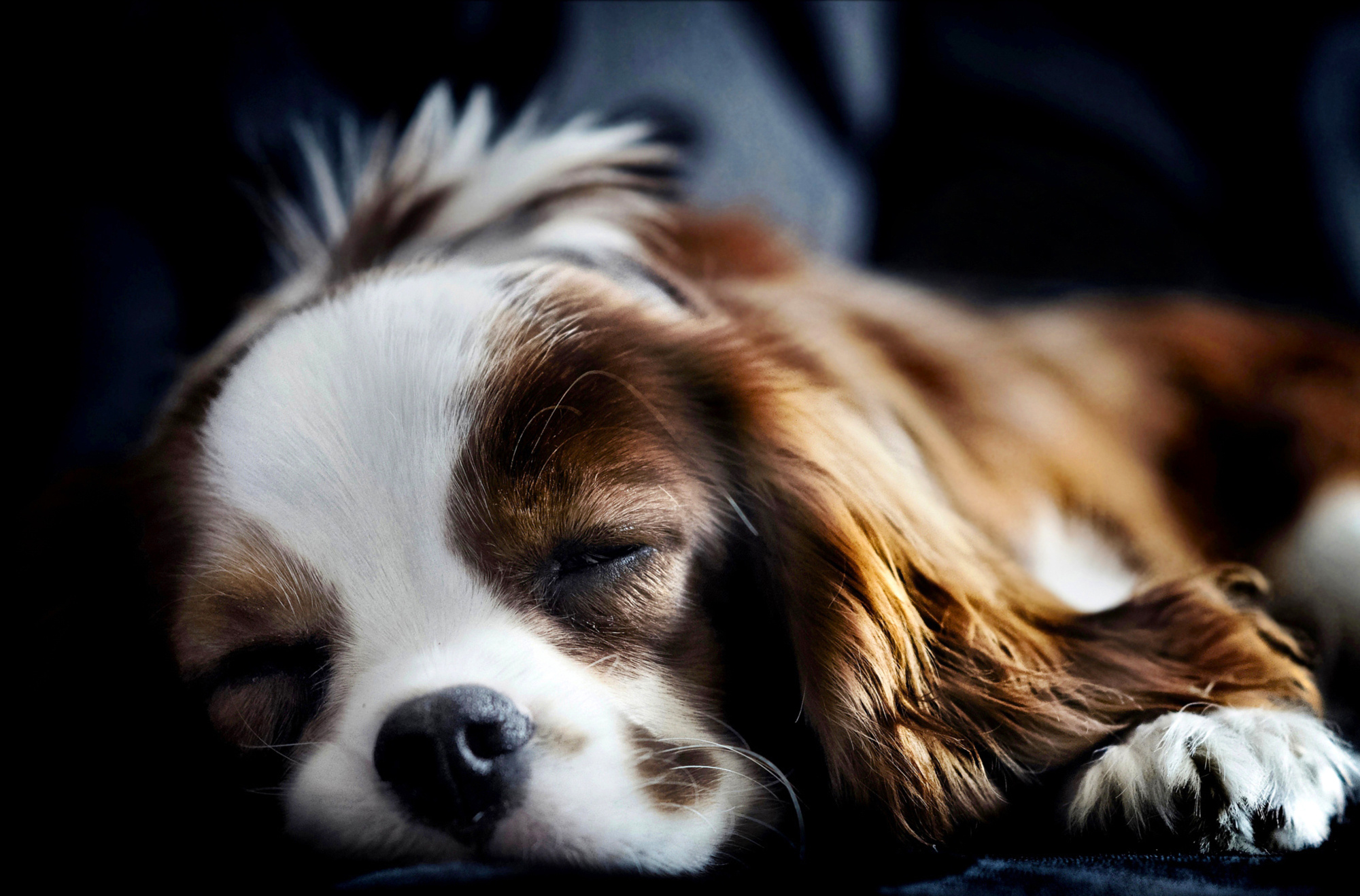 spaniel, Sleeping Wallpaper