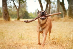 stick, Dog