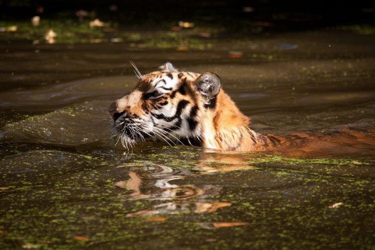 tiger, Wild, Cat, Bathing, Swimming, Water HD Wallpaper Desktop Background
