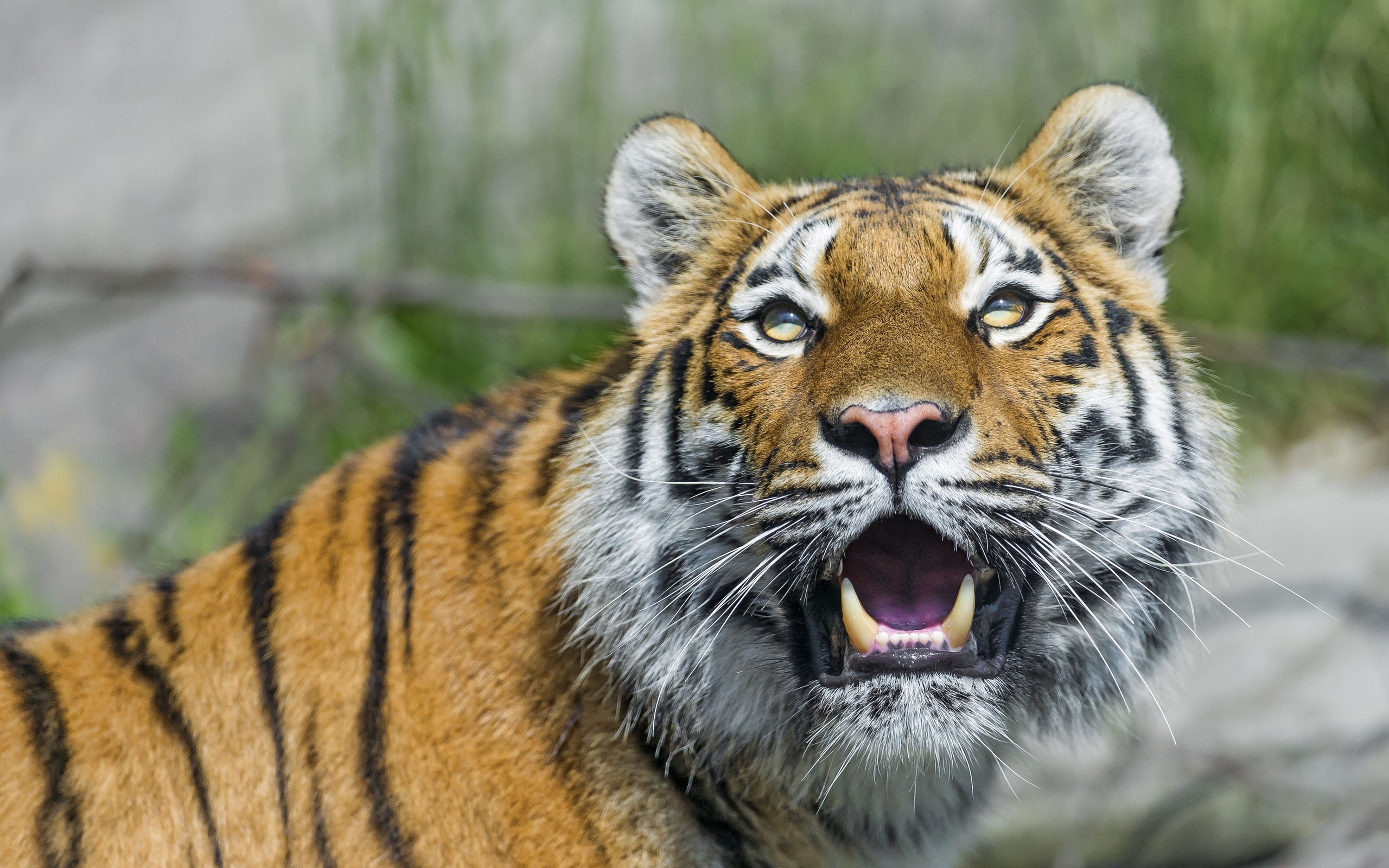 tiger, Wild, Cat, Predator, Face, Fangs Wallpaper