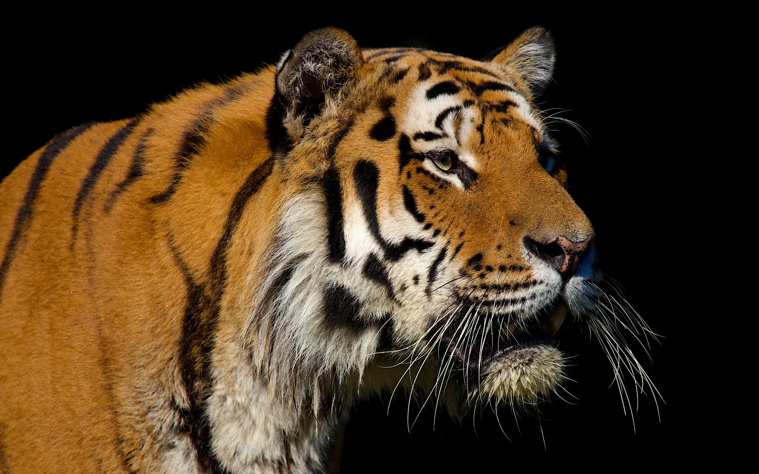 tiger, Wild, Cat, Muzzle Wallpaper