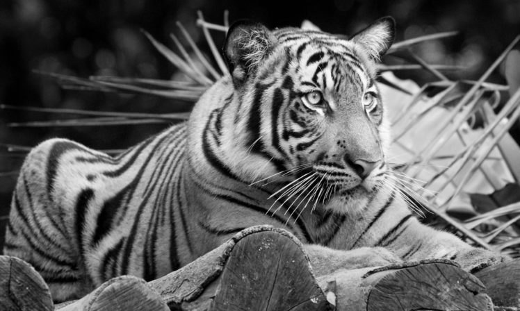 tiger, Wild, Cat HD Wallpaper Desktop Background
