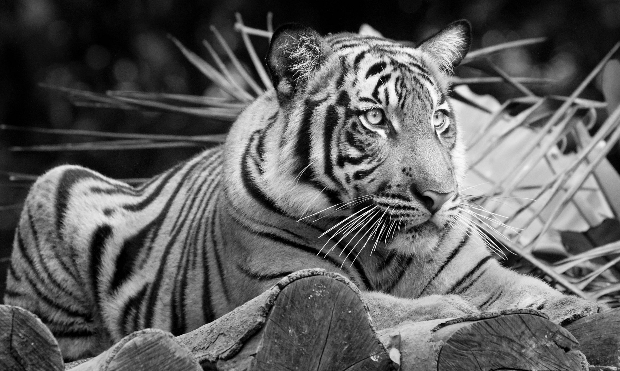 tiger, Wild, Cat Wallpaper