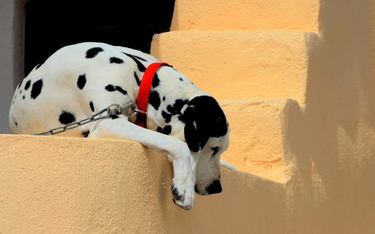 nature, Animals, Dogs, Pets, Dalmatians HD Wallpaper Desktop Background