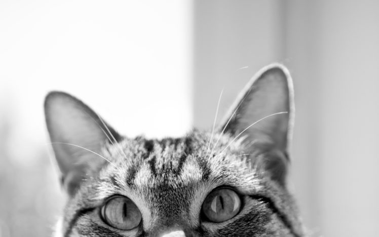 cats, Animals, Feline, Monochrome, Greyscale HD Wallpaper Desktop Background