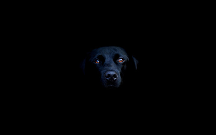 black, Labrador HD Wallpaper Desktop Background