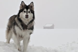 dog, Snow, Winter