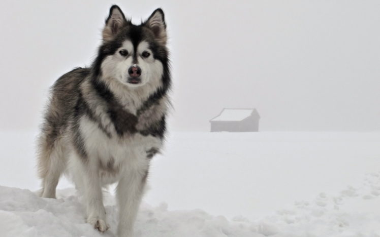 dog, Snow, Winter HD Wallpaper Desktop Background