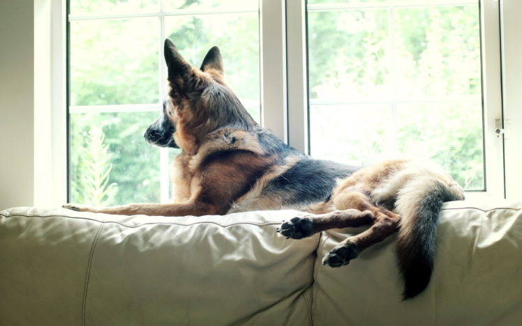 german, Shepherd, Dog, Pet HD Wallpaper Desktop Background