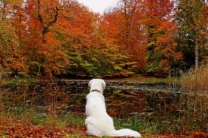 lake, Leaves, Autumn, Dog, Forest