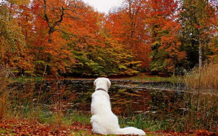 lake, Leaves, Autumn, Dog, Forest HD Wallpaper Desktop Background