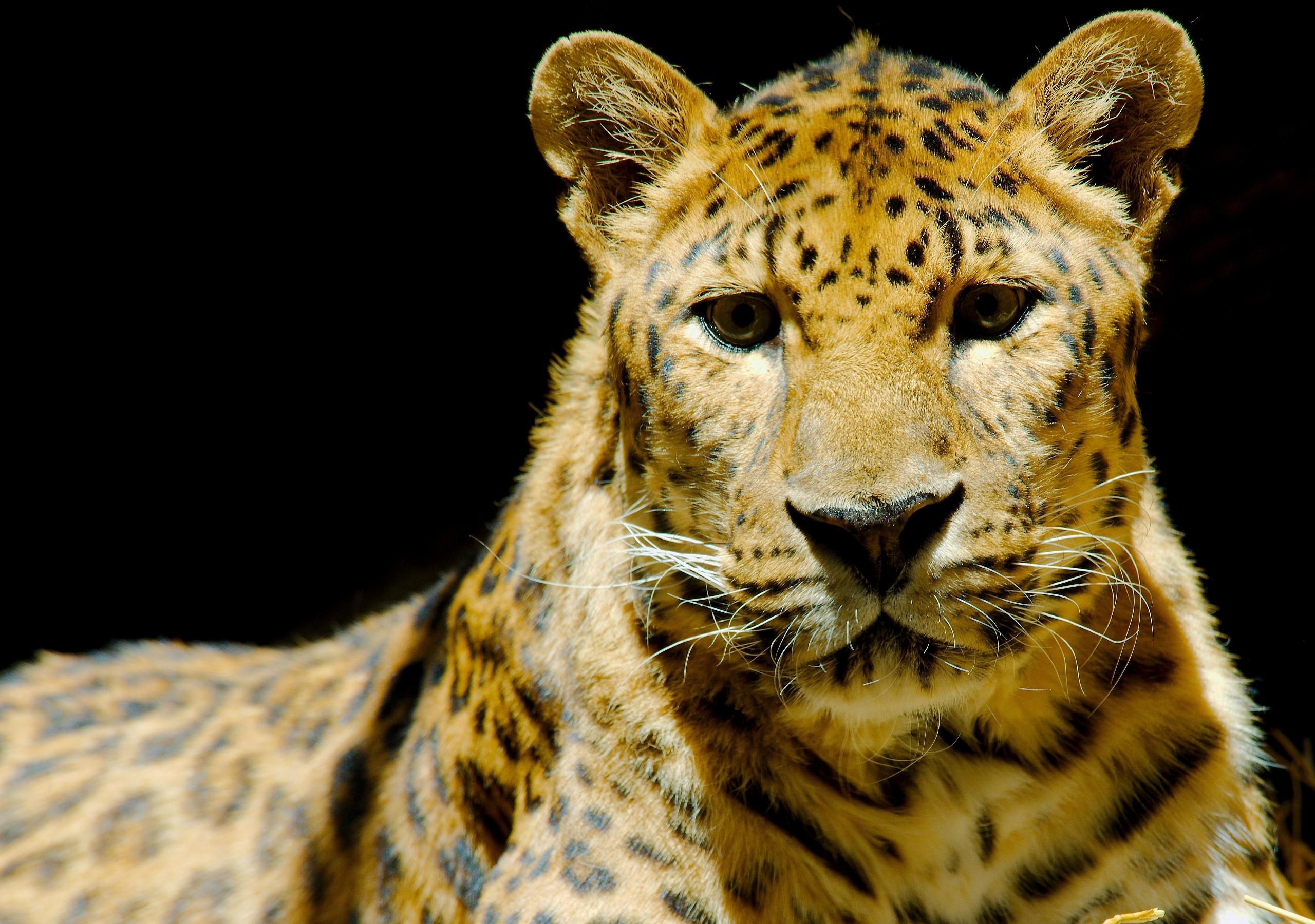 leopard, Wild, Cat, Muzzle Wallpaper