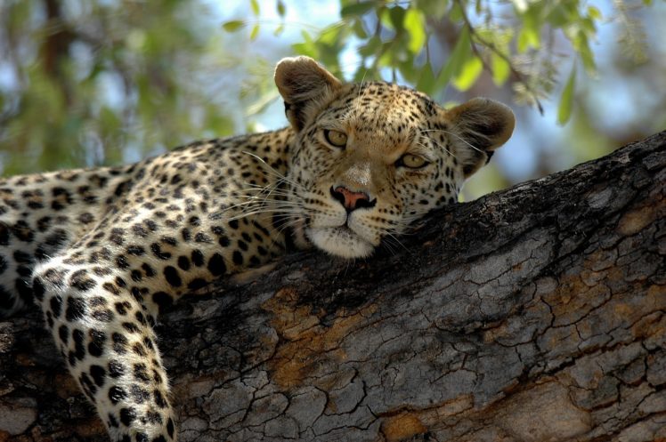 leopard, Wild, Cat, Rest HD Wallpaper Desktop Background