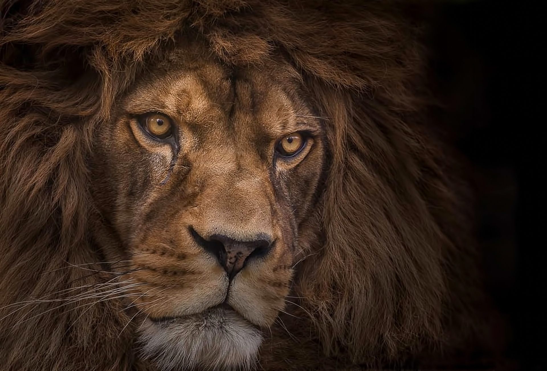 lion, Predator Wallpaper