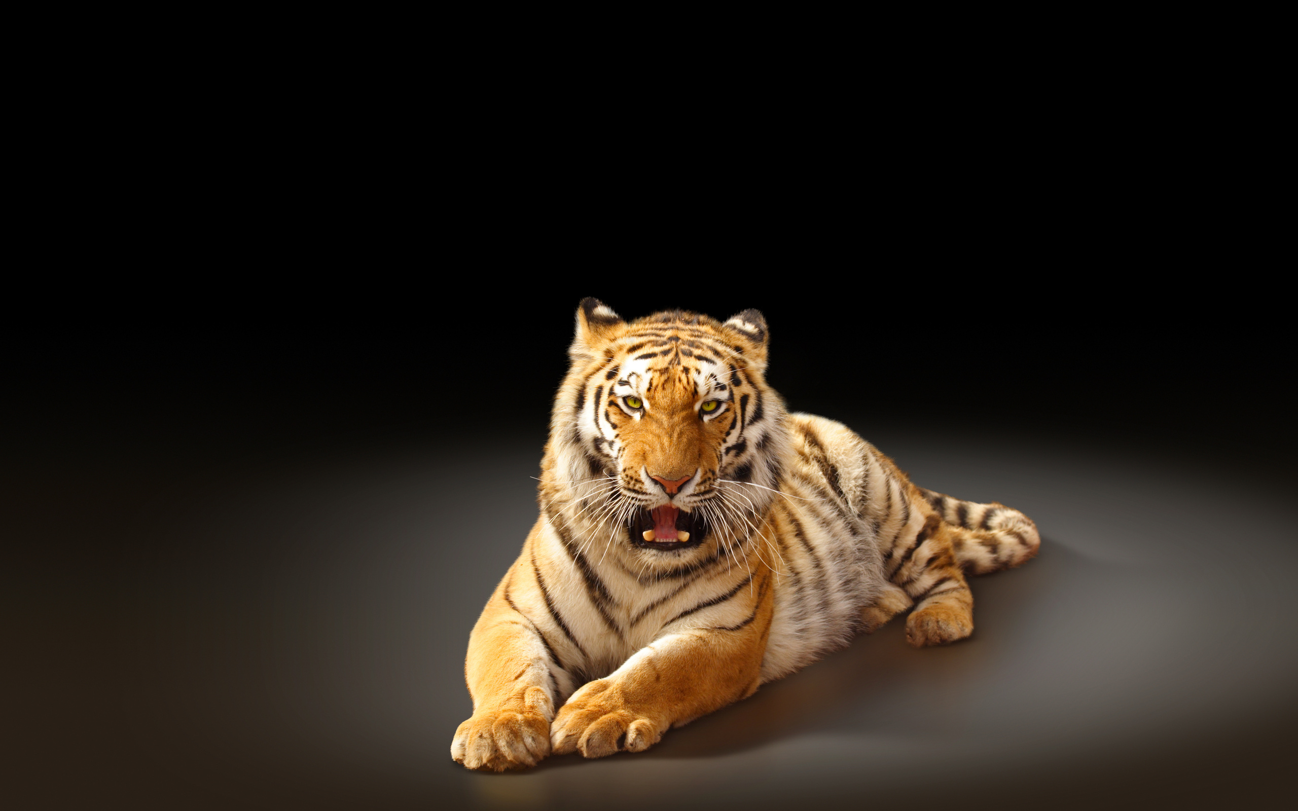 siberian, Tiger, Big, Cat Wallpaper