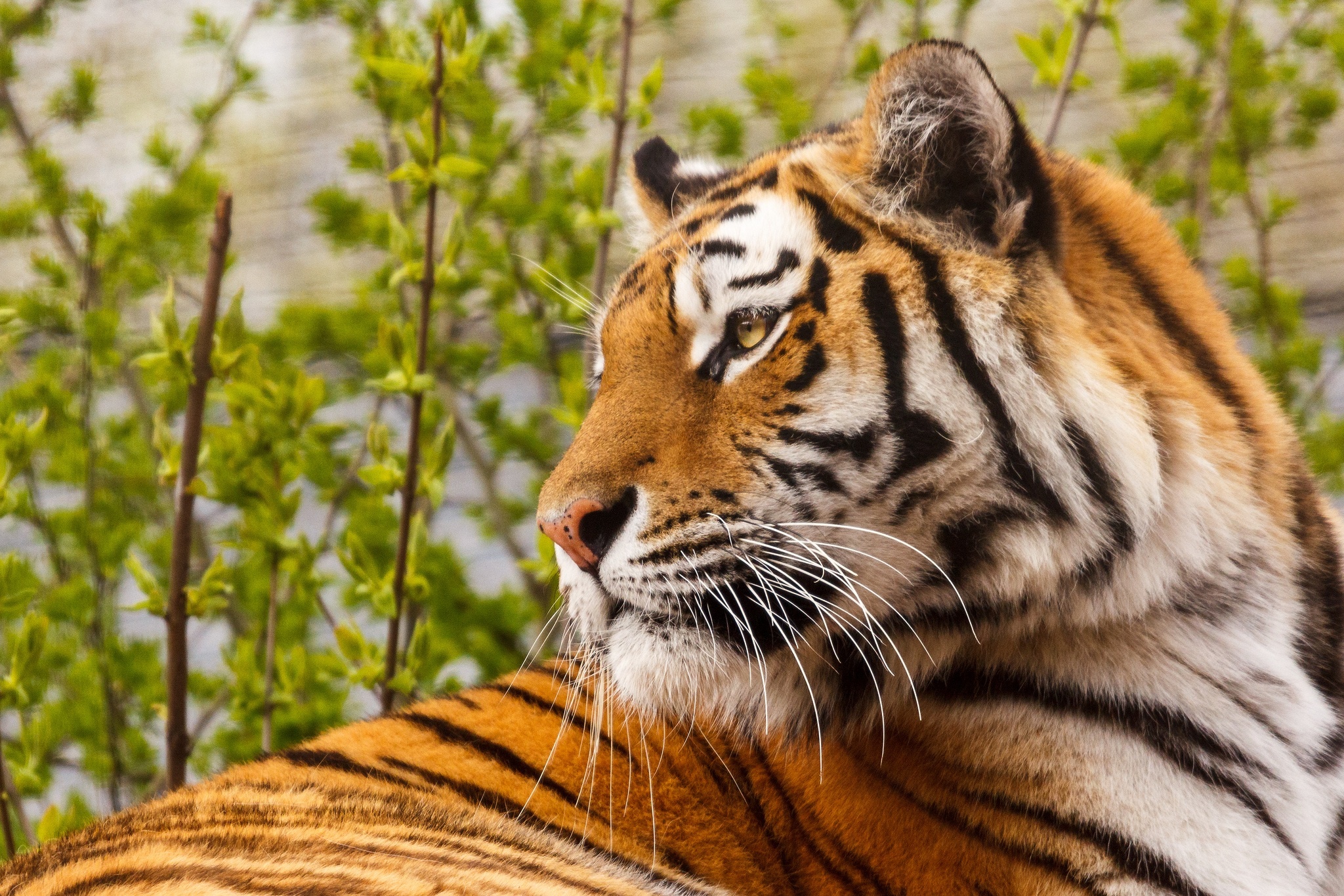tiger, Wild, Cat Wallpaper