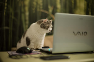 cat, Laptop