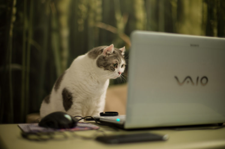 cat, Laptop HD Wallpaper Desktop Background