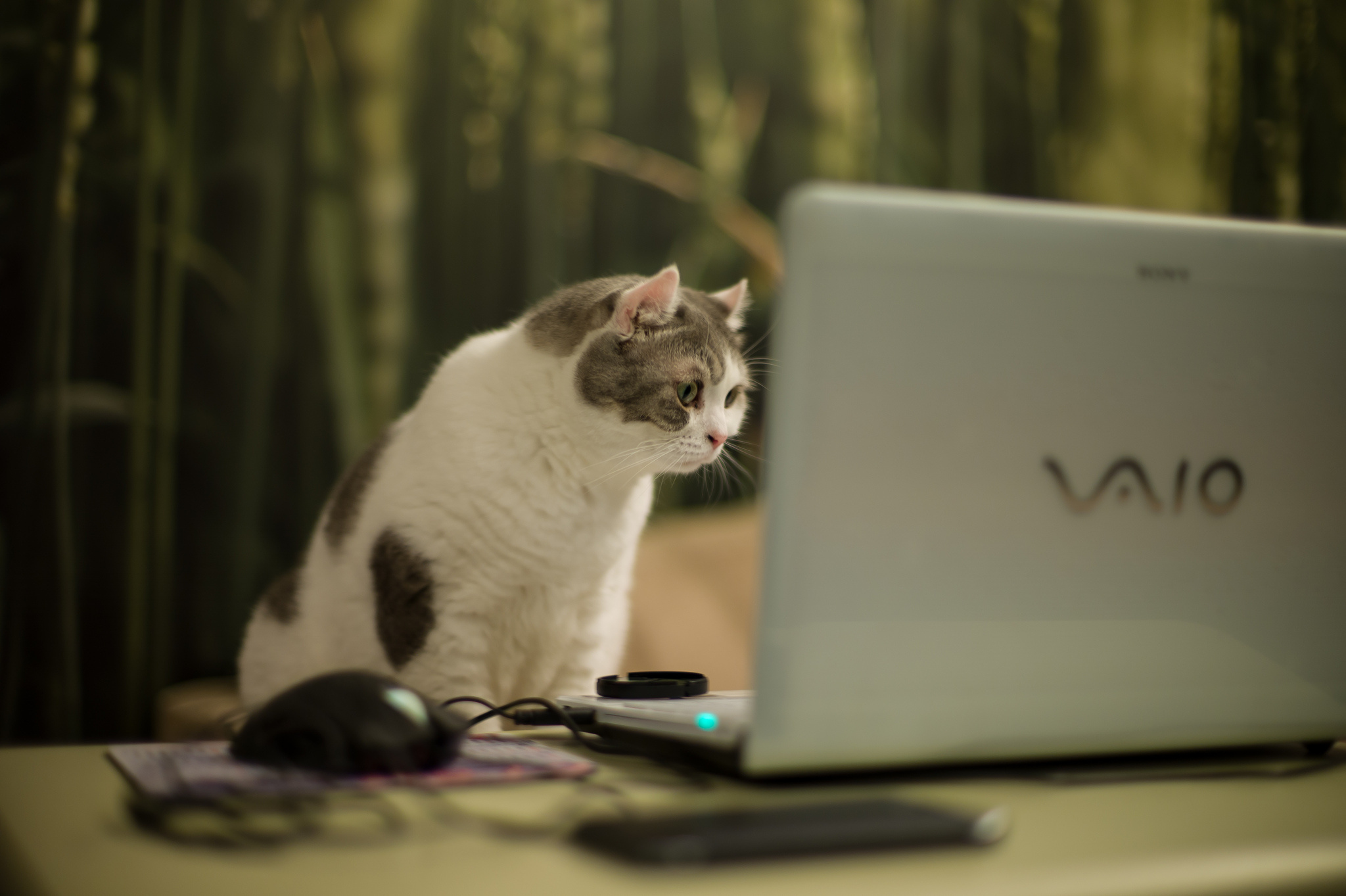 cat, Laptop Wallpaper