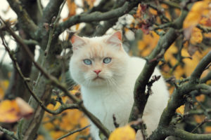 cat, Tree, Branches, Autumn