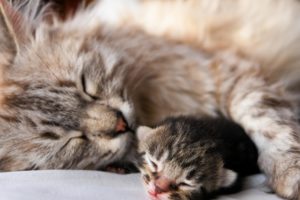 cats, Animals, Sleeping