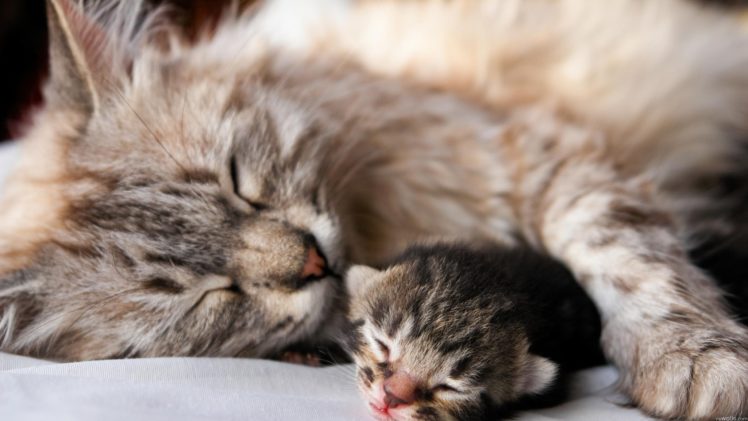 cats, Animals, Sleeping HD Wallpaper Desktop Background