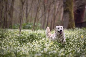 dog, Forest, Flowers, Spring