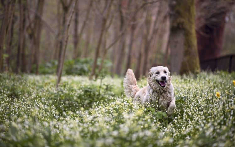 dog, Forest, Flowers, Spring HD Wallpaper Desktop Background